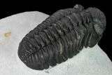 Adrisiops Weugi Trilobite - Recently Described Phacopid #165902-4